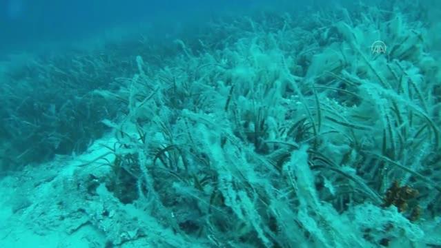 Bodrum kıyılarında müsilaj görüldüğü iddiası üzerine denizden numune alındı