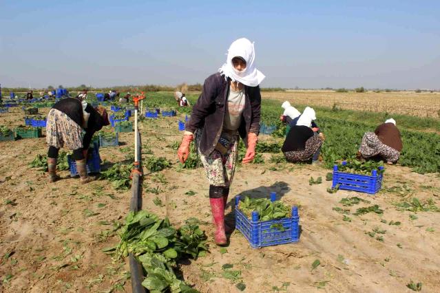 Manisalı üretici “Biz zehir yetiştirmiyoruz” dedi, çiğ ıspanak yedi