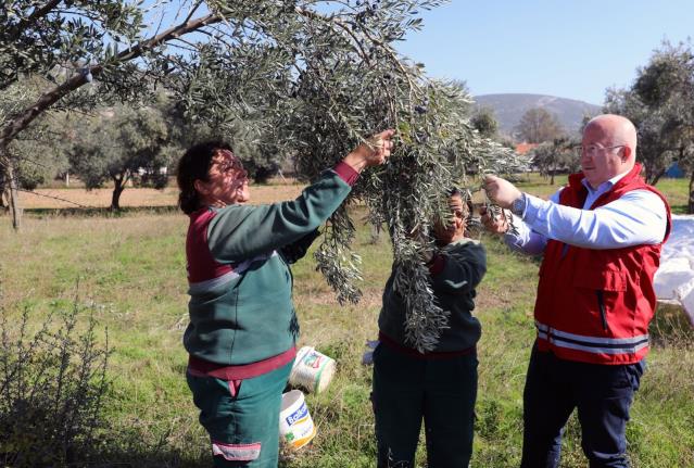 Muğla’da belediyeye ait arazilerde zeytin hasadı yapıldı