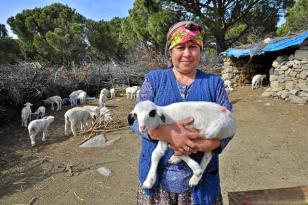 “Mera İzmir” projesi üreticiyi memnun etti: 258 çobanla yüksek fiyattan süt alım anlaşması