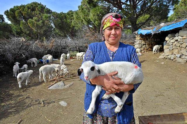 “Mera İzmir” projesi üreticiyi memnun etti: 258 çobanla yüksek fiyattan süt alım anlaşması