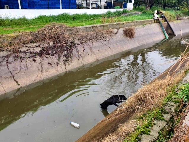 Sulama kanalına düşen köpeğin imdadına öğrenciler yetişti
