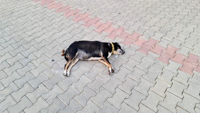 Zehirlenen köpek, sokak ortasında can çekişerek öldü