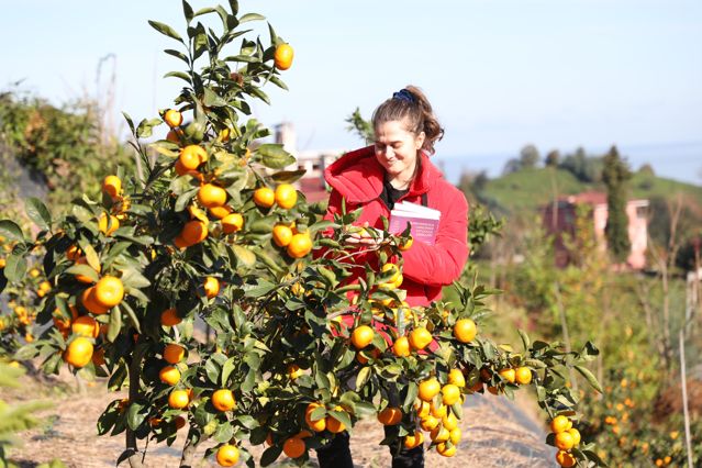 RTEÜ’nün 9 farklı mandalina ürettiği bahçede hasat şenliği düzenlendi
