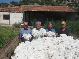 Aydın Söke’de Pamuk Hasadı Başladı