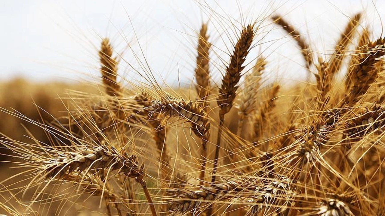 Uşak Ticaret Borsasında Makarnalık Buğdayın Kilogramı 7 Lira ile 7,50 Lira Arasında Satıldı