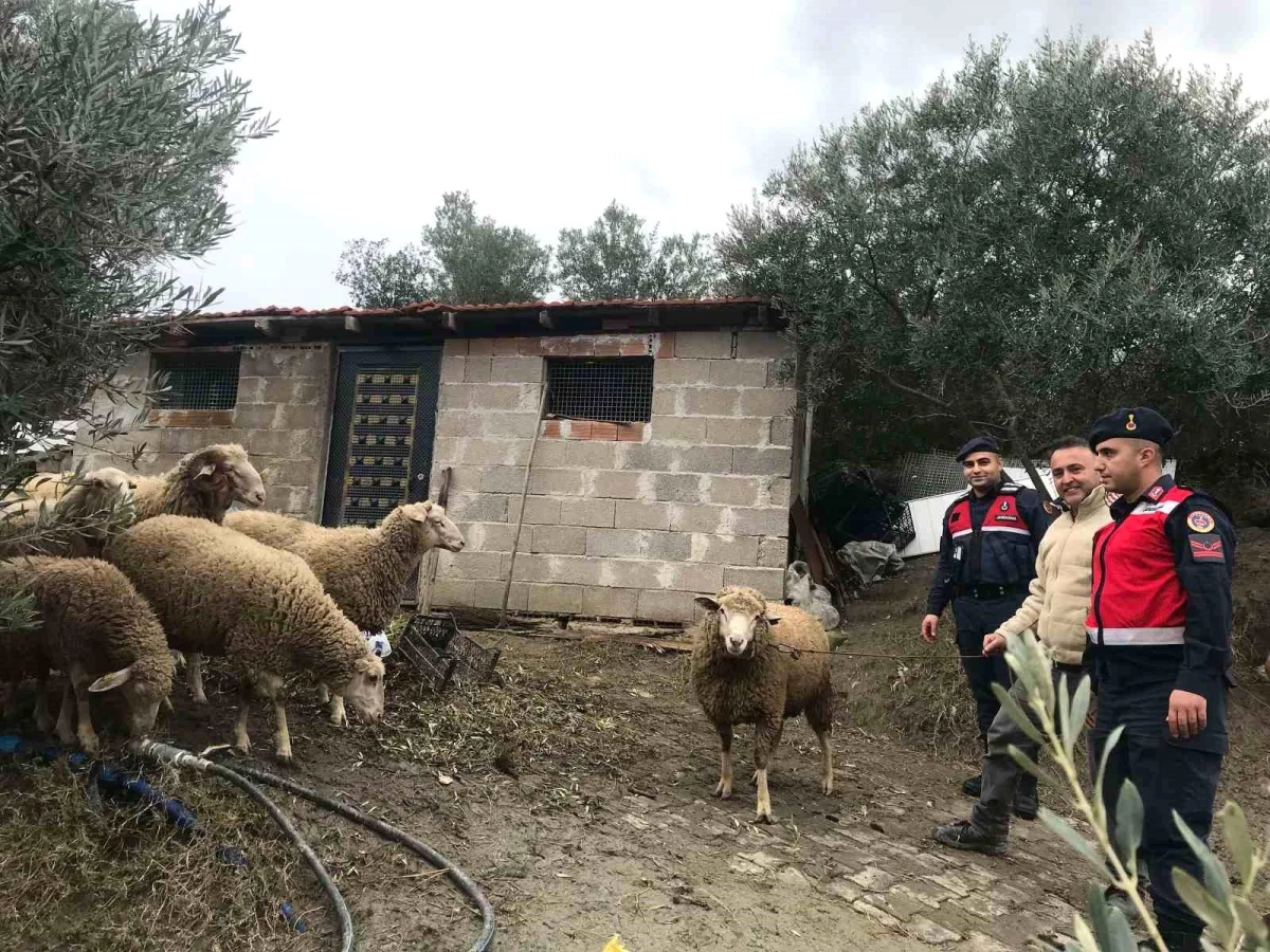 Aydın’da kaybolan 7 koyun bulundu