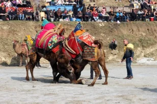 Aydın’da terörist saldırı sonucu şehit olan askerler nedeniyle deve güreşi festivali iptal edildi