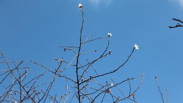 Çanakkale’de Şubat Ayında Erik Ağacı Çiçek Açtı