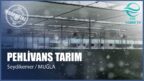 PEHLİVANS TARIM