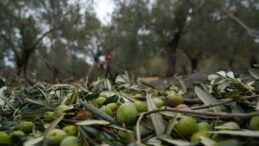 Burhaniye Zeytin Üreticileri Tariş’in Zeytinyağı Fiyatlarını Bekliyor