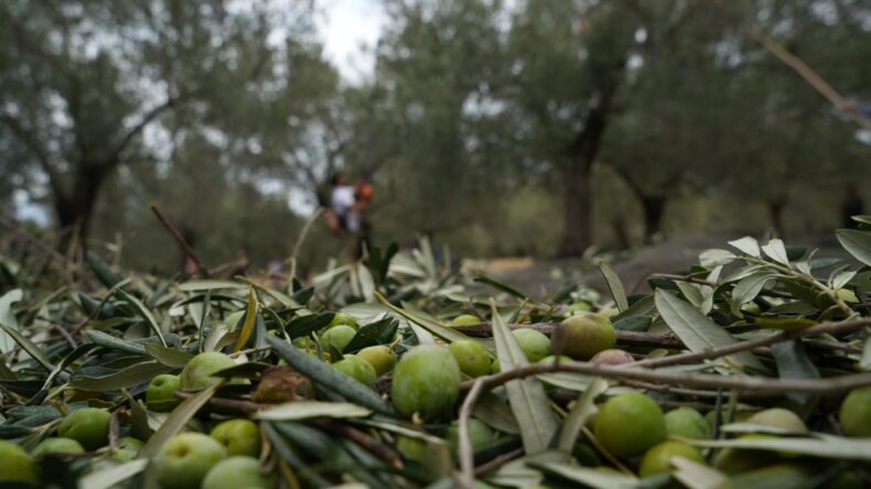 Burhaniye Zeytin Üreticileri Tariş’in Zeytinyağı Fiyatlarını Bekliyor