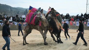 Kuşadası’nda deve güreşi festivali renkli görüntülere sahne oldu