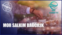 Mor Salkım Bağcılık