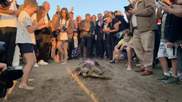 Yaralı Caretta Caretta ‘Cumhuriyet’, 1000 Kilometre Yol Katetti