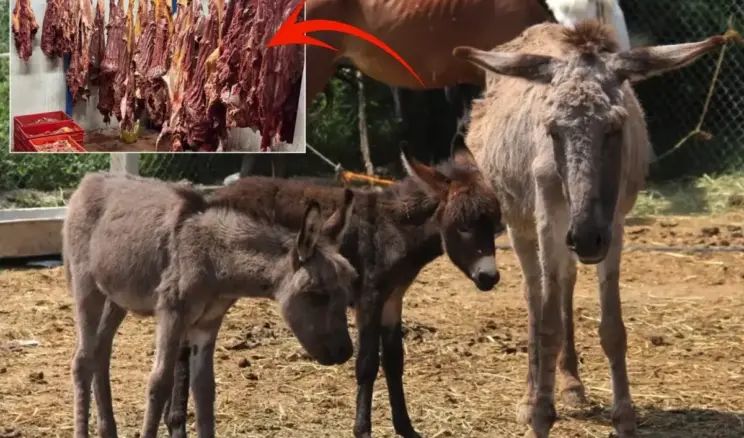 Bakanlık markayı ifşa etti: İşte vatandaşa sucuk diye at ve eşek eti yedirilen ilimiz