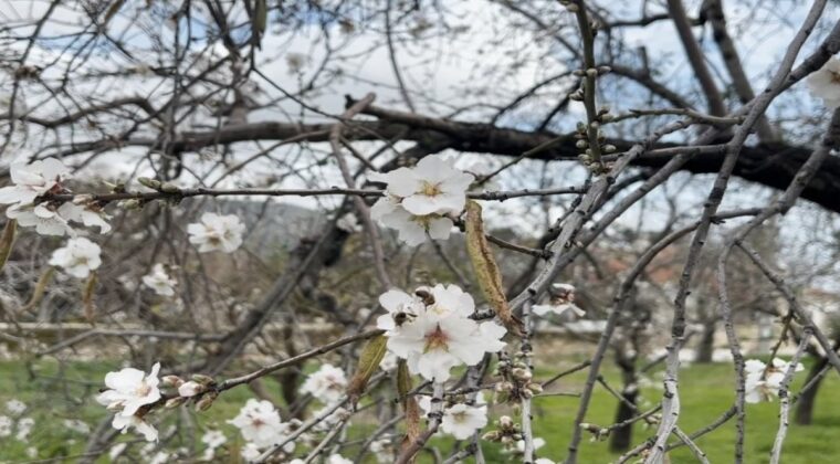 DATÇA’DA BADEM AĞAÇLARI KIŞ ORTASINDA ÇİÇEK AÇTI