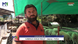 Kurbanlık Adaklık Mevlüt: Manevi Değerleri Paylaşmanın Adresi