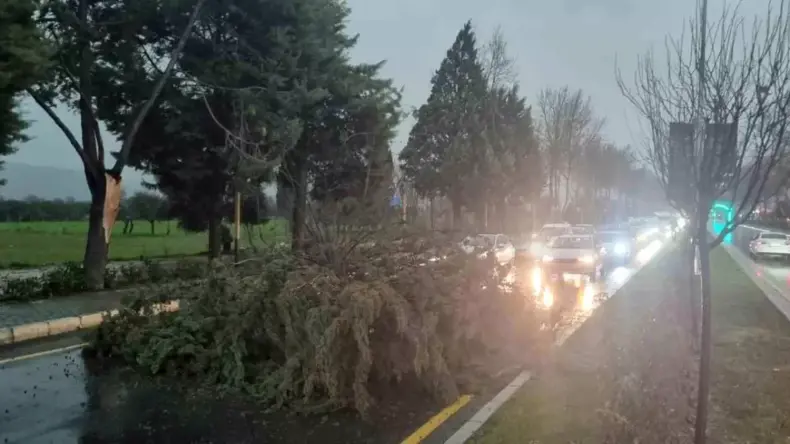 Menteşe’de şiddetli Fırtınada ağaç devrildi, trafik durdu