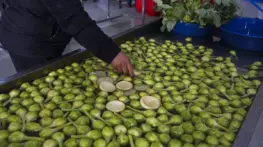 Sakız Enginarında Rekor Verim Bekleniyor