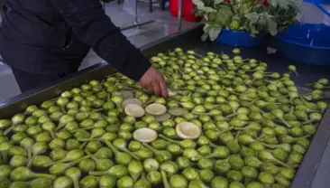 Sakız Enginarında Rekor Verim Bekleniyor