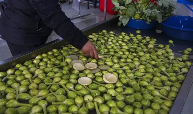 Sakız Enginarında Rekor Verim Bekleniyor