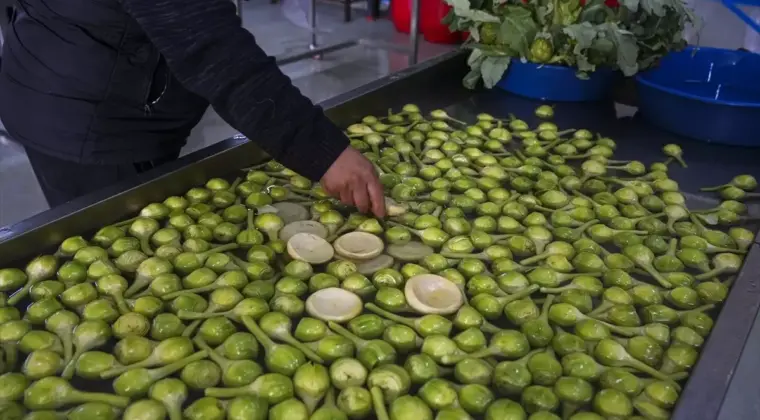 Sakız Enginarında Rekor Verim Bekleniyor