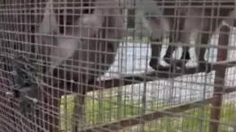 Denizli’de 3 Örümcek Maymunu Koruma Altına Alındı