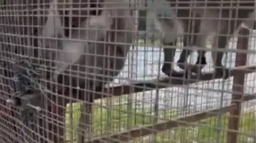 Denizli’de 3 Örümcek Maymunu Koruma Altına Alındı