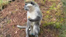 Denizli’de Mantar Toplayan Adamın Maymunla İlgili Anıları