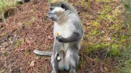 Denizli’de Mantar Toplayan Adamın Maymunla İlgili Anıları