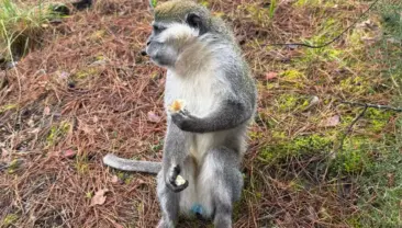 Denizli’de Mantar Toplayan Adamın Maymunla İlgili Anıları